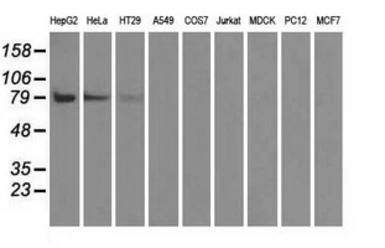 B-Raf antibody [1E2]