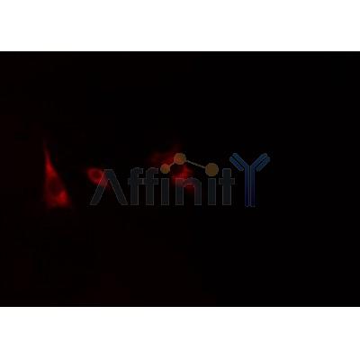 AF5229 Cytochrome P450 19A1 Antibody - Internal IF/ICC HepG2 cells