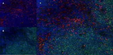 CD4 antibody [W3/25]