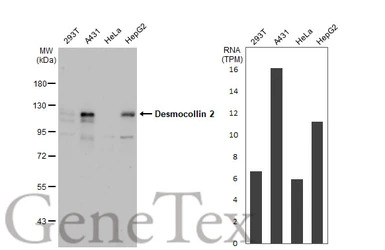 Desmocollin 2 antibody [C1C2],