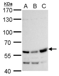 Rhotekin antibody