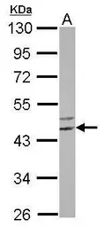 FLJ25006 antibody