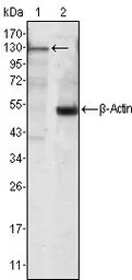 JAK3 antibody [5H2]