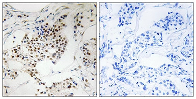 SGOL2 antibody