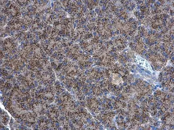 Adenylate kinase 2 antibody [N