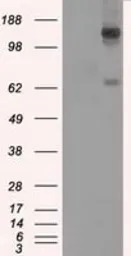 L1CAM antibody [2C7]