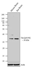 Tau (phospho Ser356) antibody