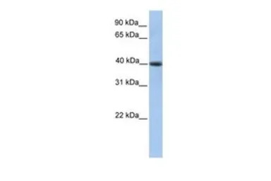 PELI3 antibody, N-term