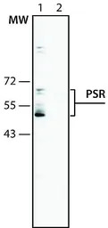 PSR antibody