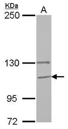 GANC antibody [N3C2], Internal