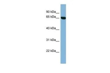 RIC8B antibody, Internal