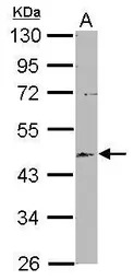 EML2 antibody [N1N3]