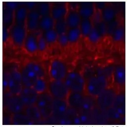 SYT9 antibody, Internal