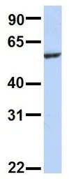 SLC33A1 antibody, Internal