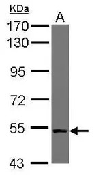 CML66 antibody