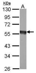 EIF5 antibody