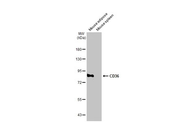 CD36 antibody [C1C3]