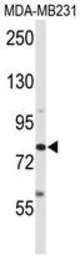 ADAM9 antibody, C-term