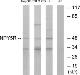 NPY5R antibody