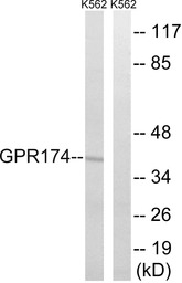 GPR174 antibody