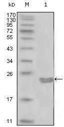 CD10 antibody [3G9D10]