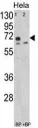 LMOD1 antibody, Internal
