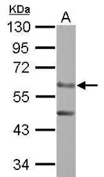 ERO1L antibody