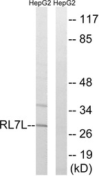RPL7L1 antibody