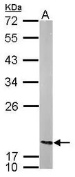 nm23-H2 antibody