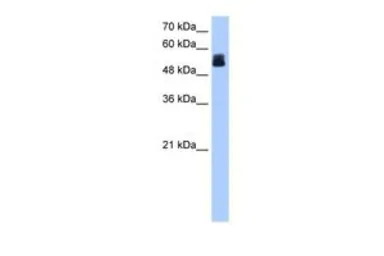 CRISPLD2 antibody, N-term