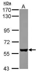 EBF3 antibody [C1C3]