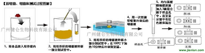 大肠杆菌O157 快速检测试纸卡
