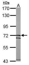 SLC25A13 antibody [N3C2], Inte