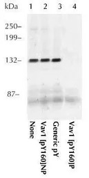 VAV1 (phospho Tyr160) antibody