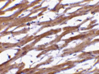 BAP29 antibody