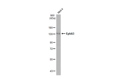 EphA3 antibody [N1N3]