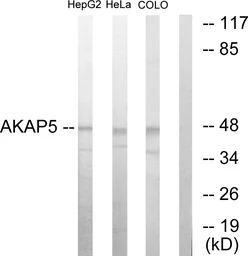 AKAP5 antibody