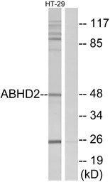 ABHD2 antibody