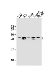 EIF4E2 antibody