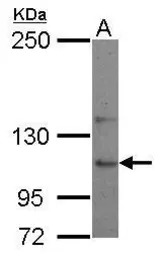 USP26 antibody [C2C3], C-term