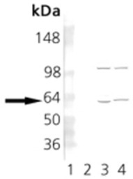 TCP1 alpha antibody [23c]