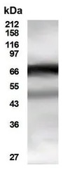 HDAC10 antibody