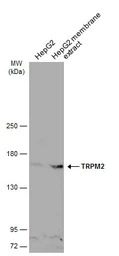 TRPM2 antibody [N1N2-2], N-ter