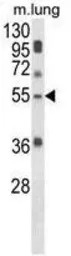 SELENBP1 antibody, C-term