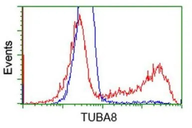 alpha Tubulin 8 antibody [2C2]