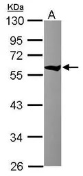TCP1 theta antibody