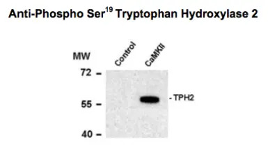 TPH2 (phospho Ser19) antibody