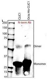 CLIC1 antibody, N-term