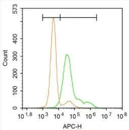 5-HT2A receptor antibody