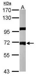 PPP1R16A antibody [N1C3]